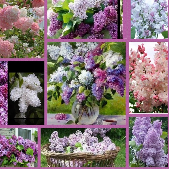Stop and smell the Lilacs 💜💜 - Picture 4 of 8